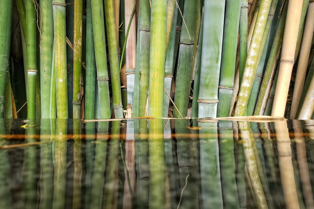 A close-up of tall, green bamboo stalks standing vertically, reflected in a still, glossy water surface at the bottom of the frame. The vibrant colors and symmetrical reflection create a serene, meditative atmosphere.