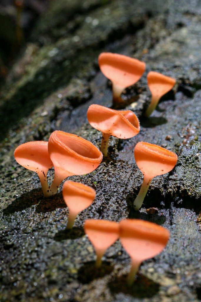 A cluster of delicate orange cup fungi with translucent edges grows on a mossy, decayed log. Sunlight filters through the forest canopy, highlighting the fungi's curved forms and casting soft shadows on the textured bark. The background is blurred, drawing focus to the fungi's intricate details and vibrant hues