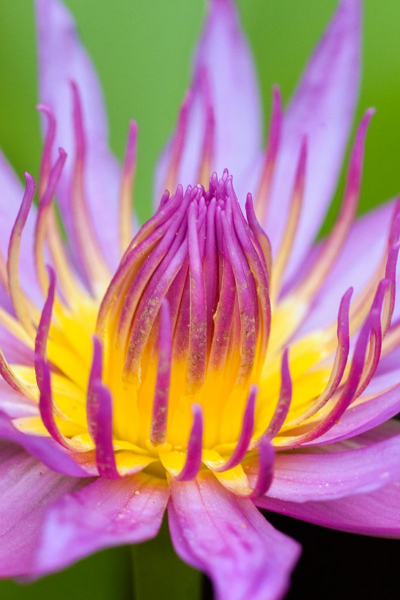 Floral Greeting