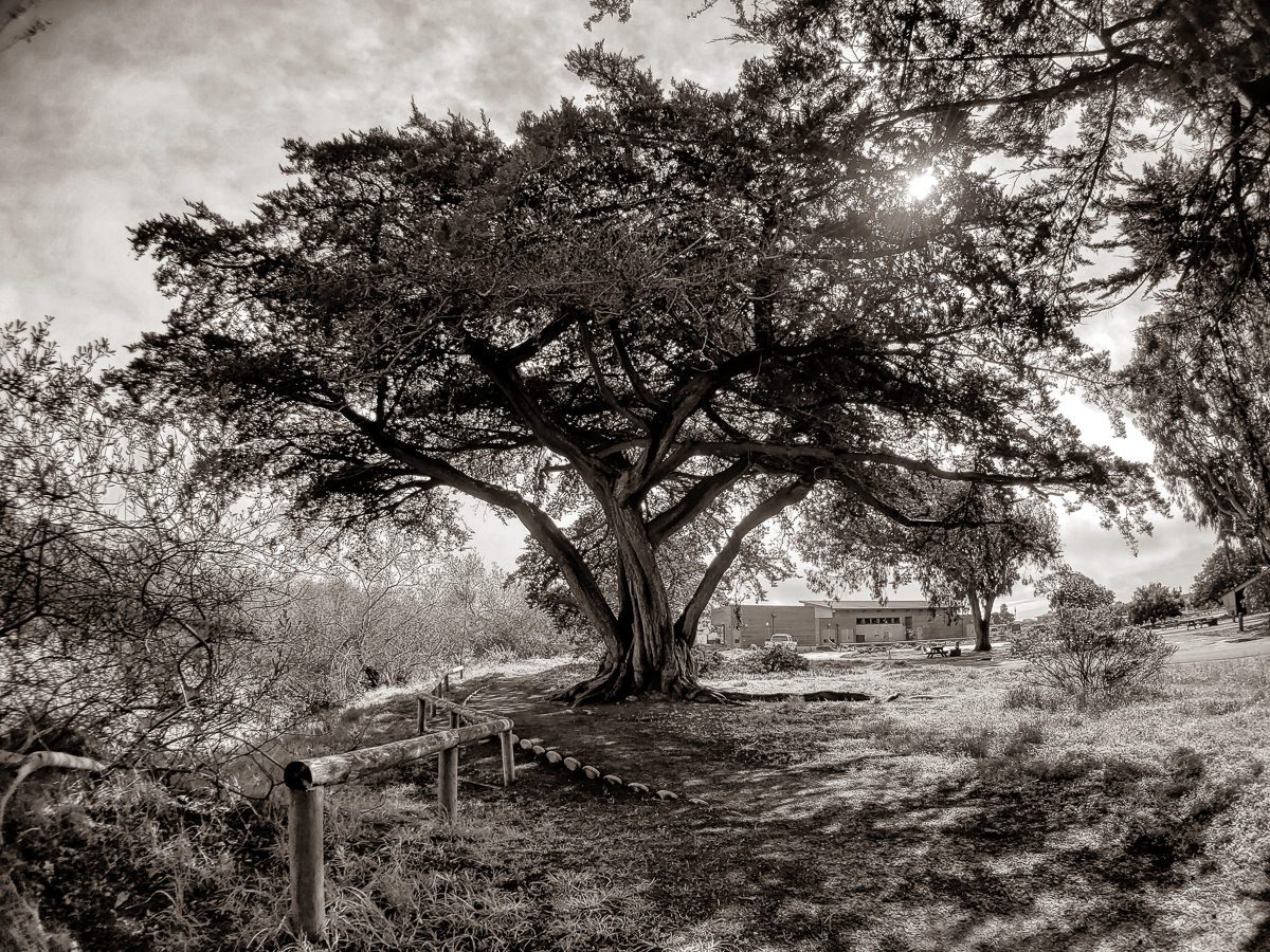 Lovely Tree