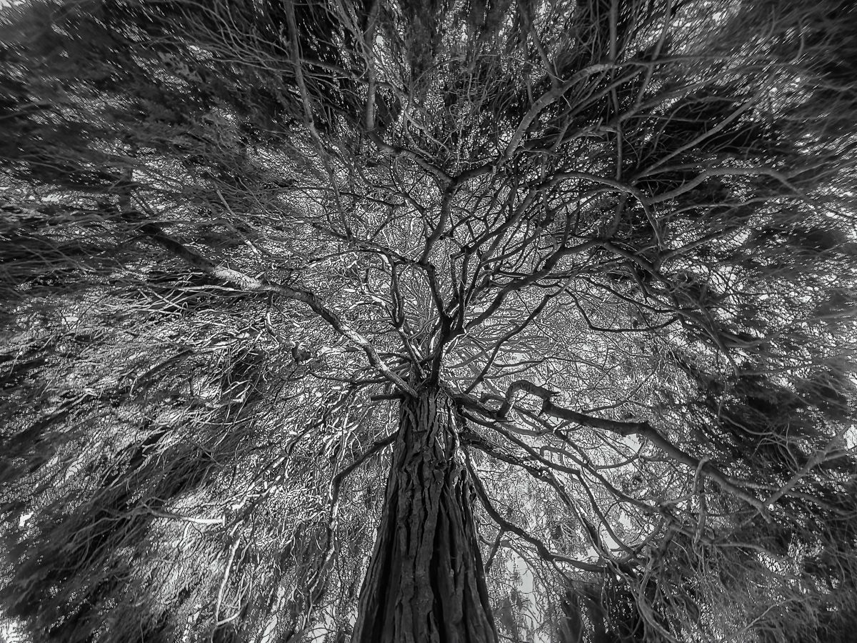 Tree Fireworks