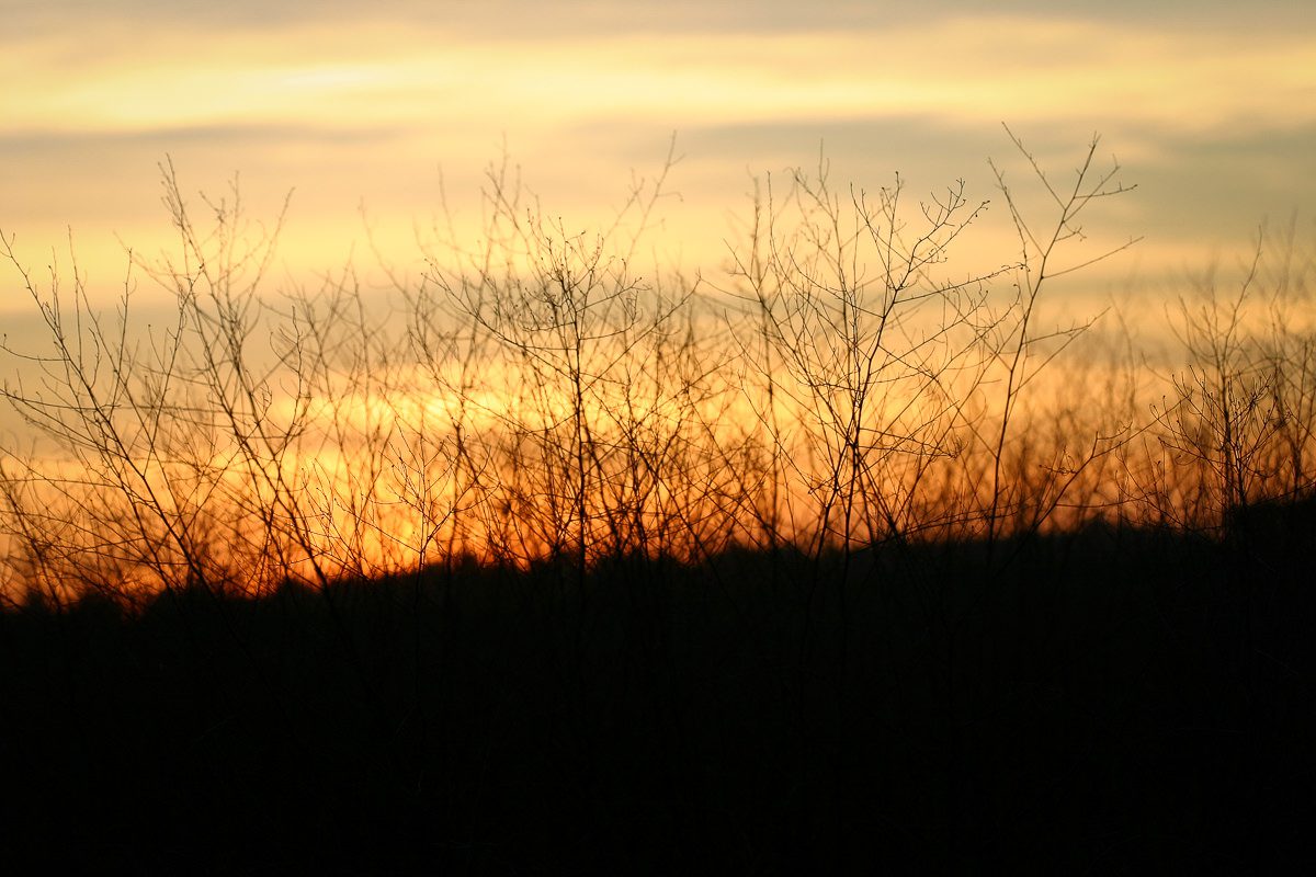 Whispers at Dusk